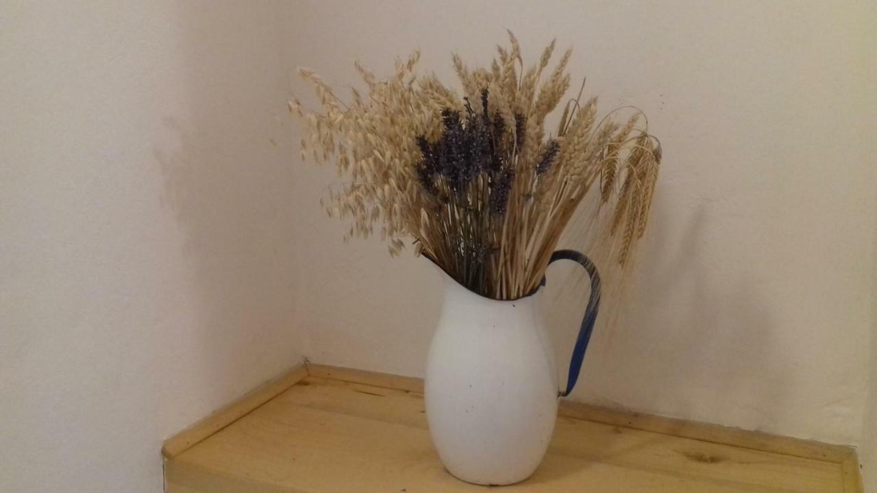 Authentic Istria&Pet Friendly Apartment Banko Near Rovinj カンファナル エクステリア 写真
